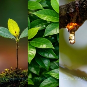 Embora estivesse em ação desde julho, o lançamento oficial do Germinar ocorre agora devido ao término das vedações eleitorais